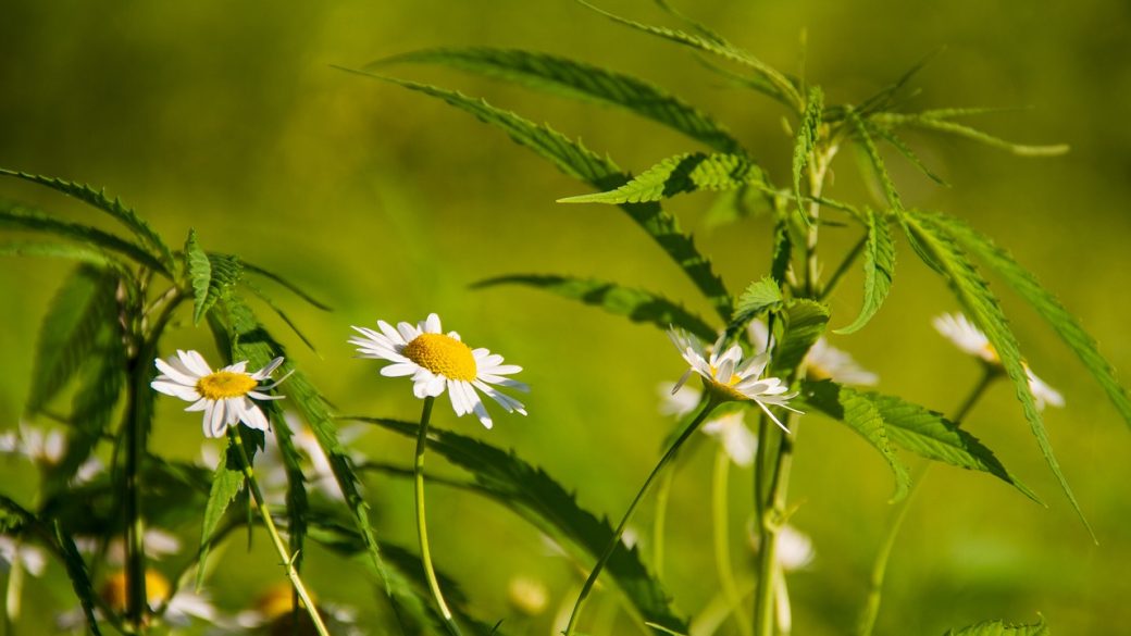 Is Hemp Flower Considered A Drug?